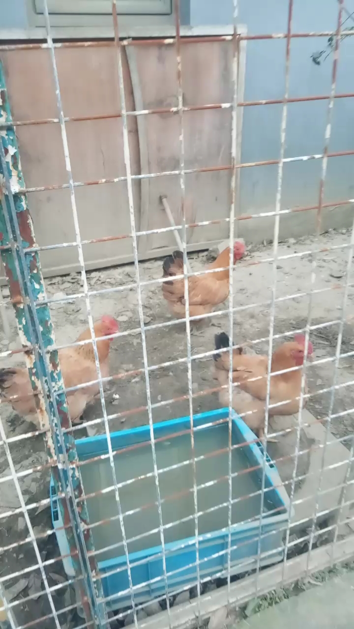 小鸡和小鸭子住在一起,哈哈