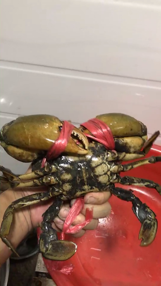 请潮汕朋友翻译一下