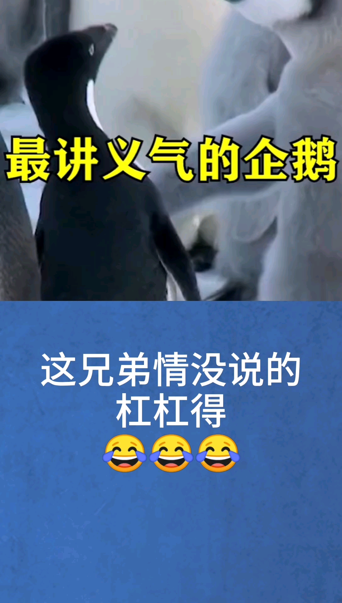 这兄弟情,杠杠得!