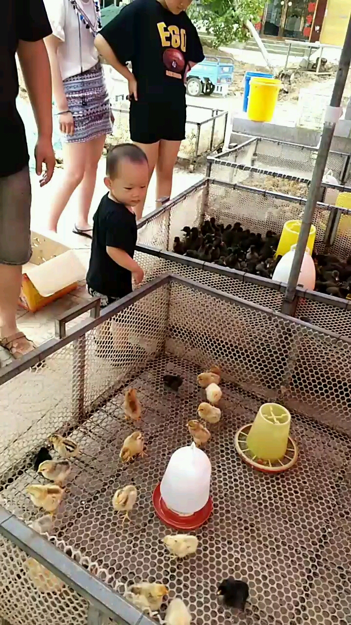 可爱的小鸡小鸭