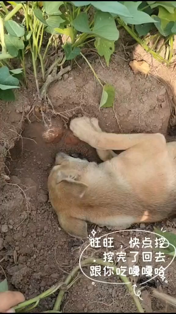 挖红薯忘了带工具,我捡的二狗子派上了用场哈哈????