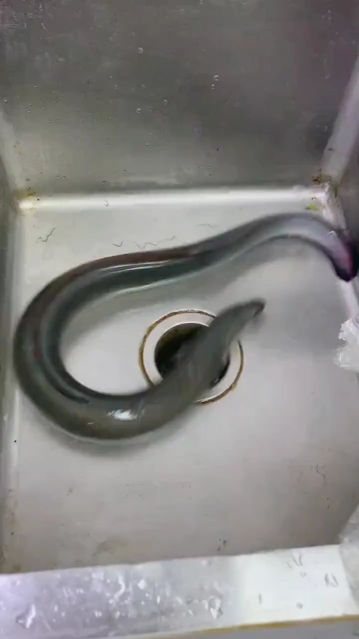 蛋黄鳗鱼卷教程