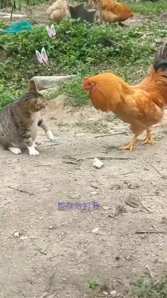 #宠物最可爱的样子#敢打我,看我怎么收拾你