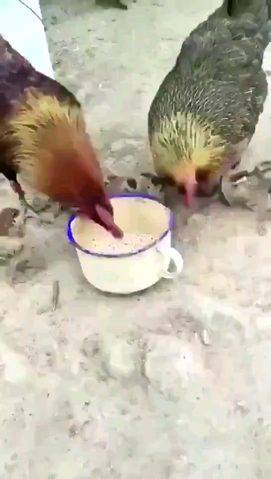 母鸡和公鸡的区别知道吗?