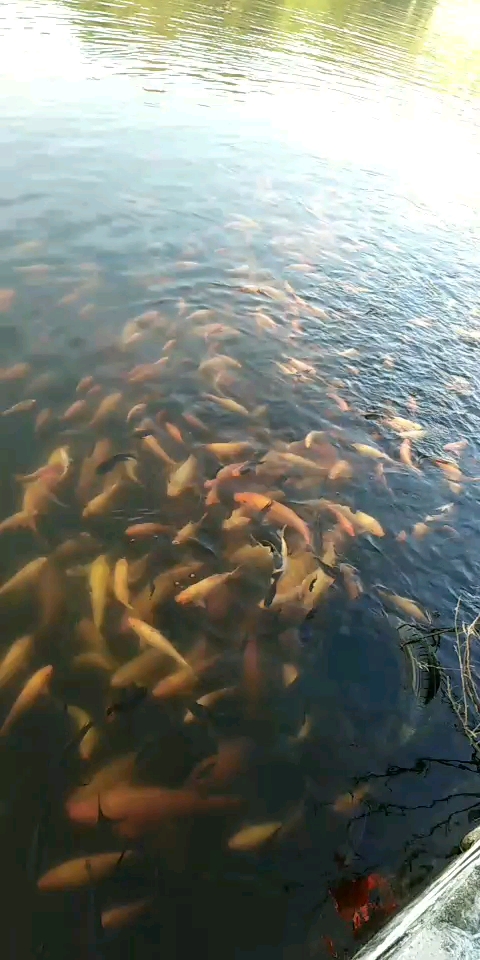 大金鱼!