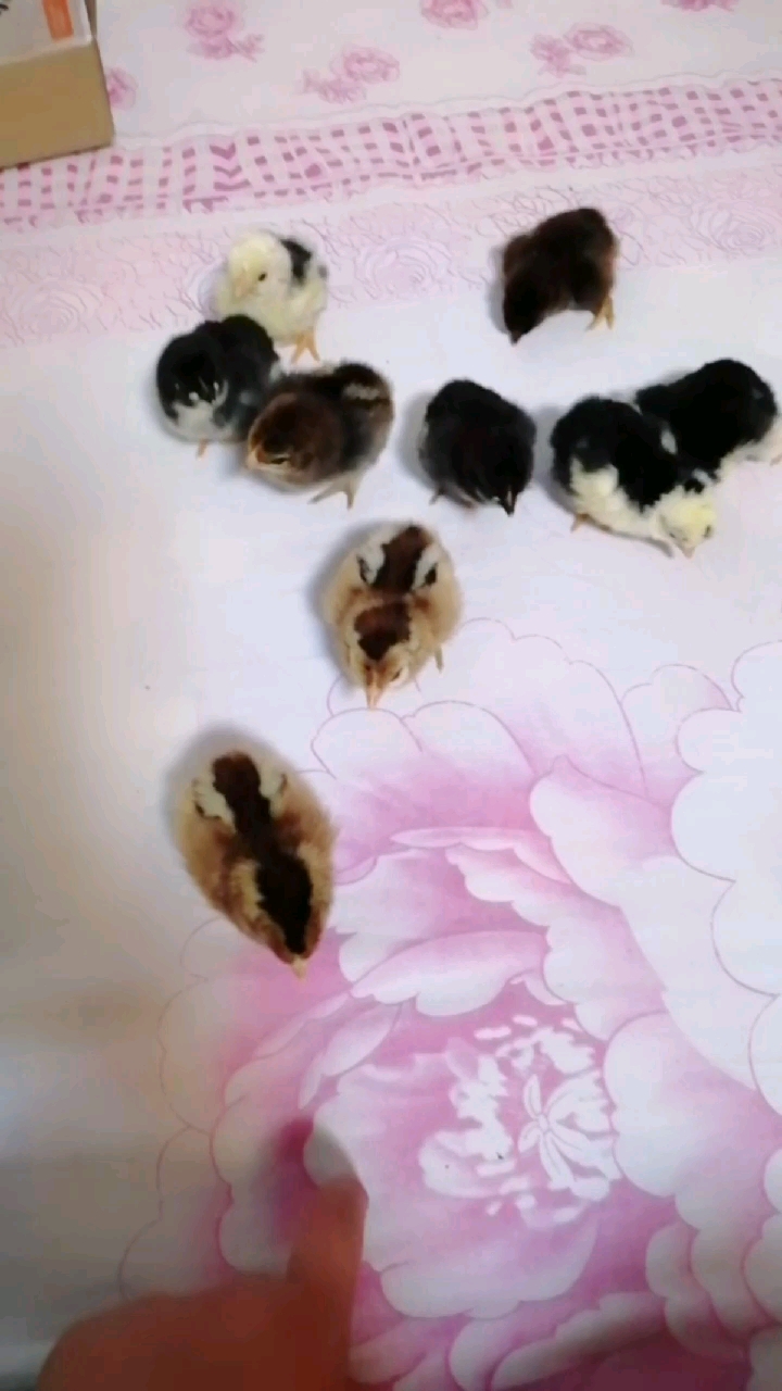 可爱的小鸡仔