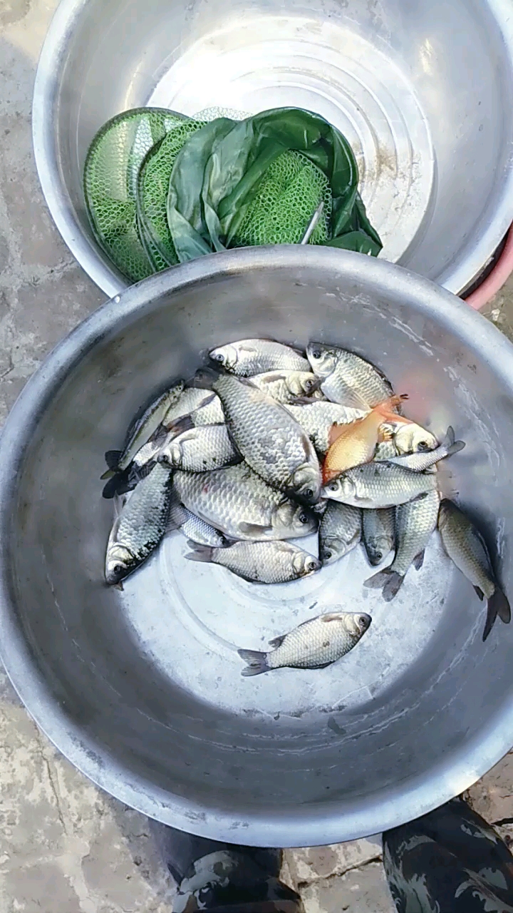 希有金色鲫鱼^0^