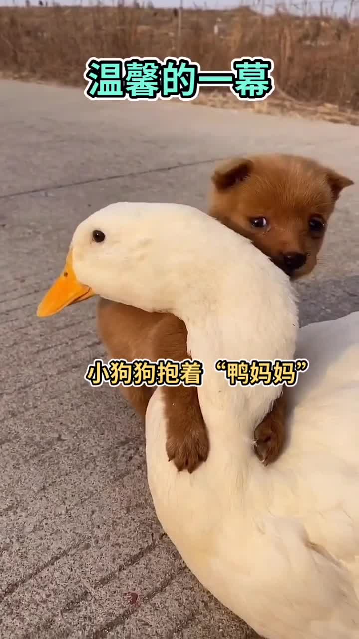 天气冷,狗狗爬到鸭妈妈身上取暖