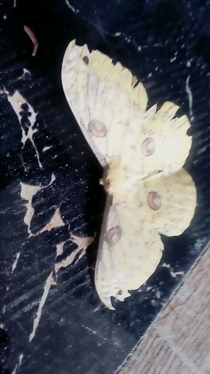 美丽的蝴蝶