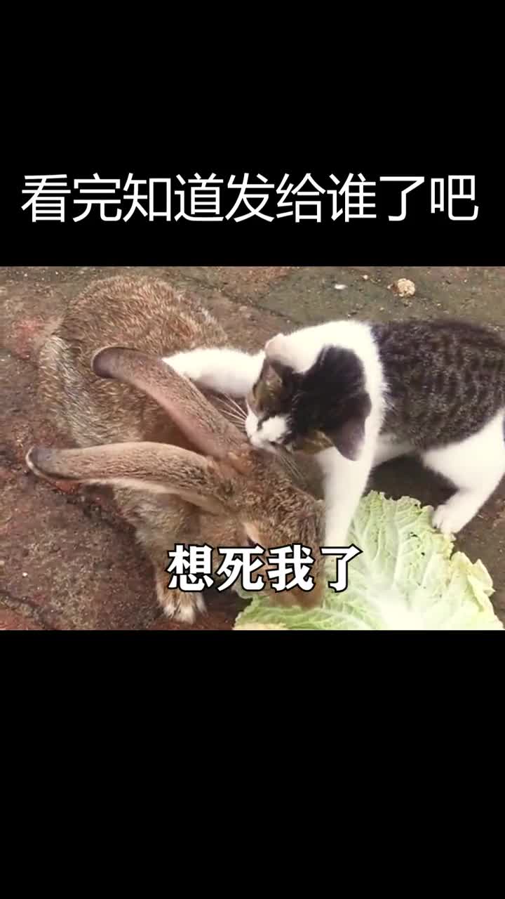 我能有什么坏心思,我只是想抱抱你而已#表情包#搞笑#艾特你想艾特的人#情侣