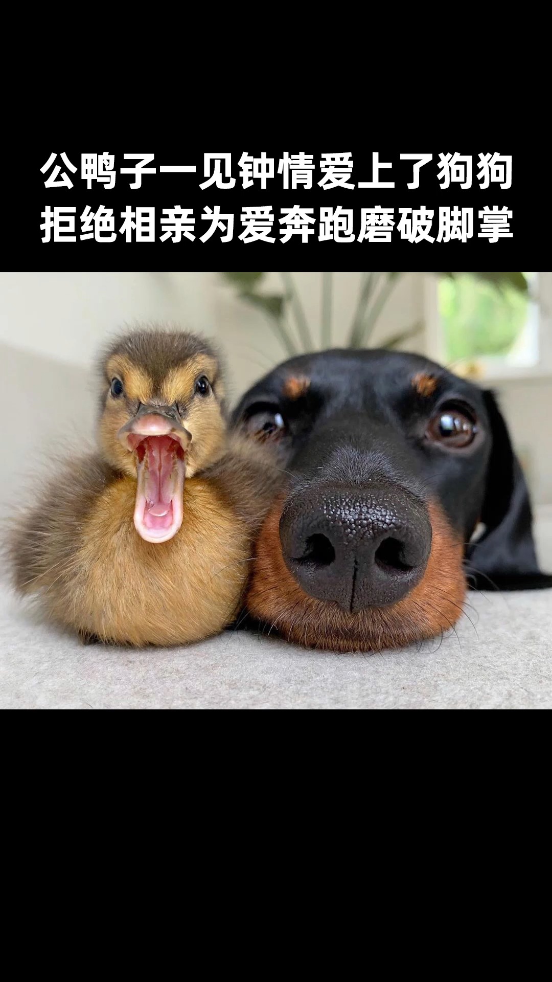 #萌宠#公鸭子爱上狗狗,拒绝相亲为爱执着奔跑磨破脚掌,跨越物种的爱情