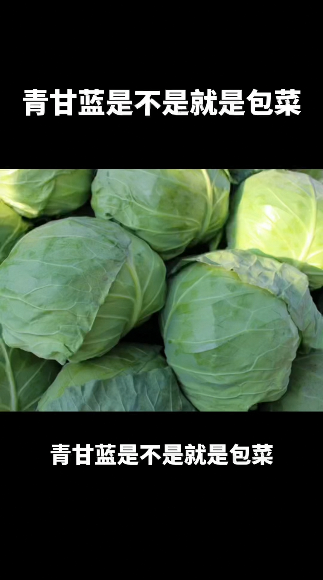 青甘蓝是不是就是包菜