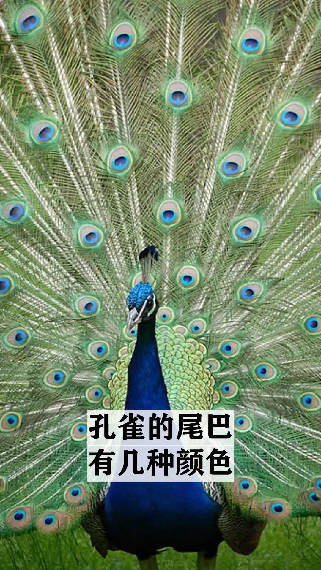 孔雀的尾巴有几种颜色