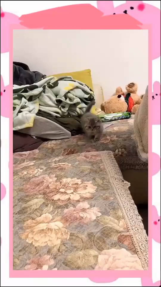 #搞笑视频#这个小肉肉太可爱了,能玩它一天!