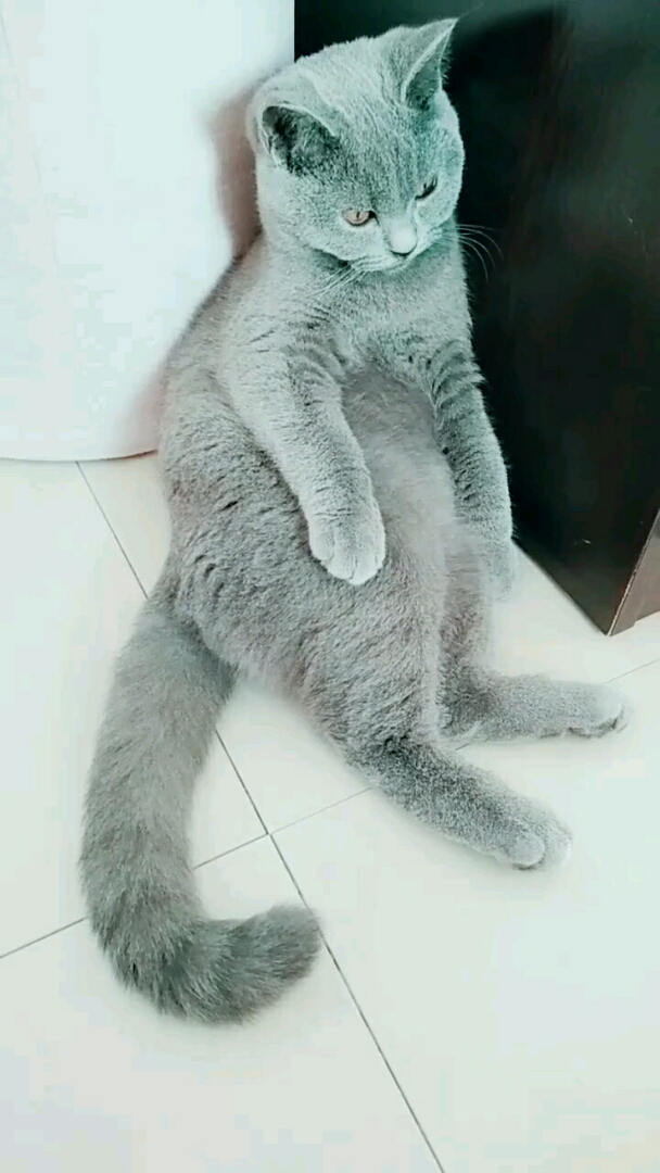 #最爱之城#孤独的猫