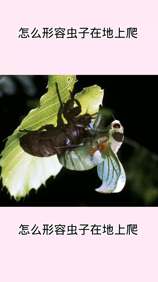 怎么形容虫子在地上爬?