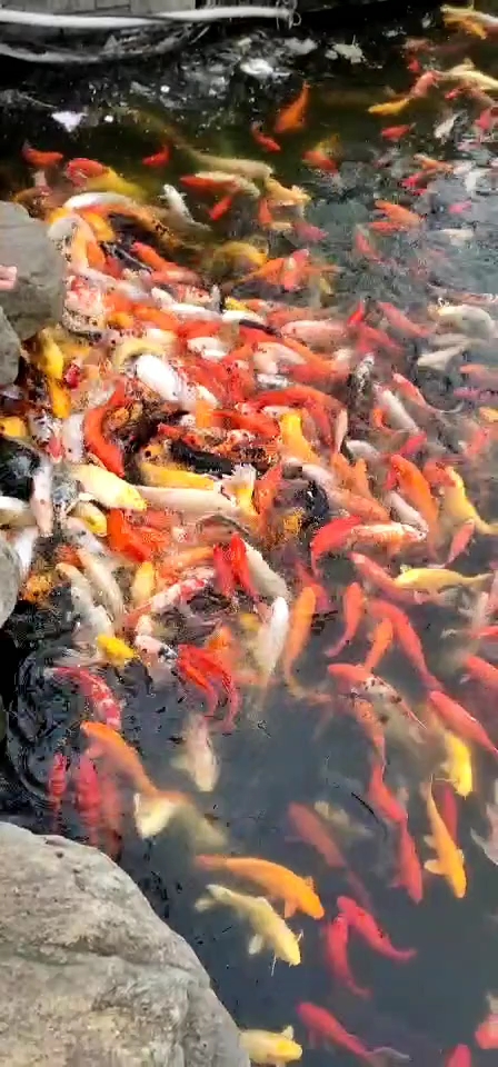 自由自在,吃喝不愁,,,