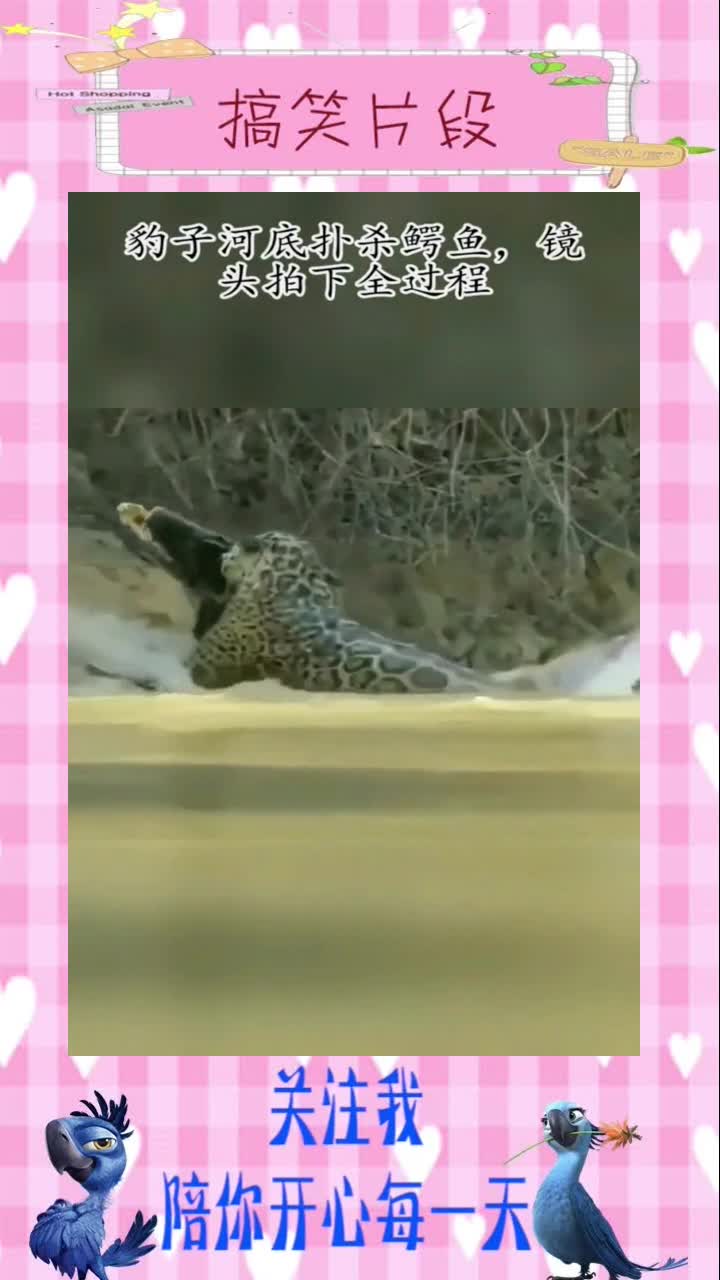 豹子河底扑杀鳄鱼,镜头拍下全过程