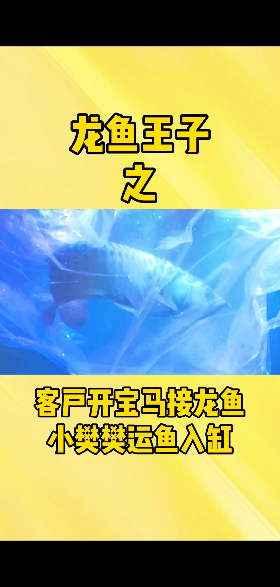 一条龙鱼是如何从水族馆运到客户家里的?
