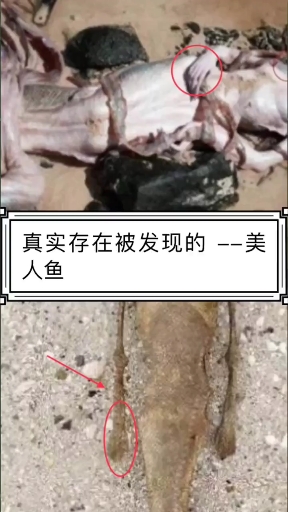 真实存在的美人鱼