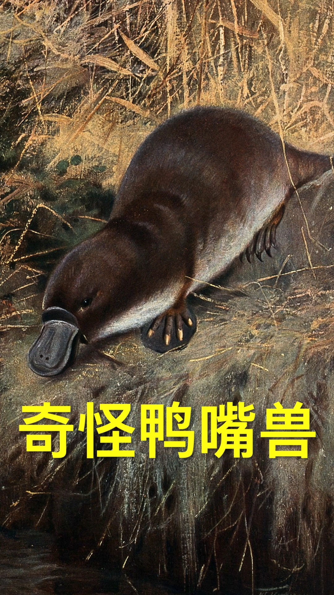 嘴长雷达脚藏毒刺,曾认为由多种动物拼凑而成的鸭嘴兽。