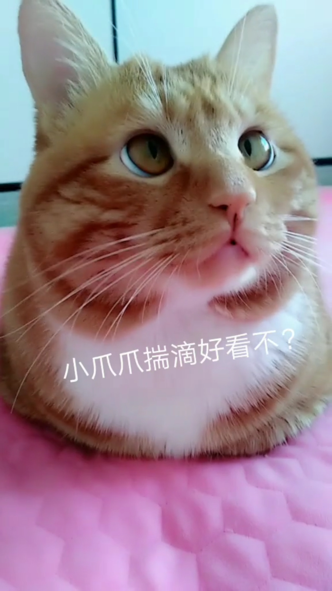 小手揣好看不?