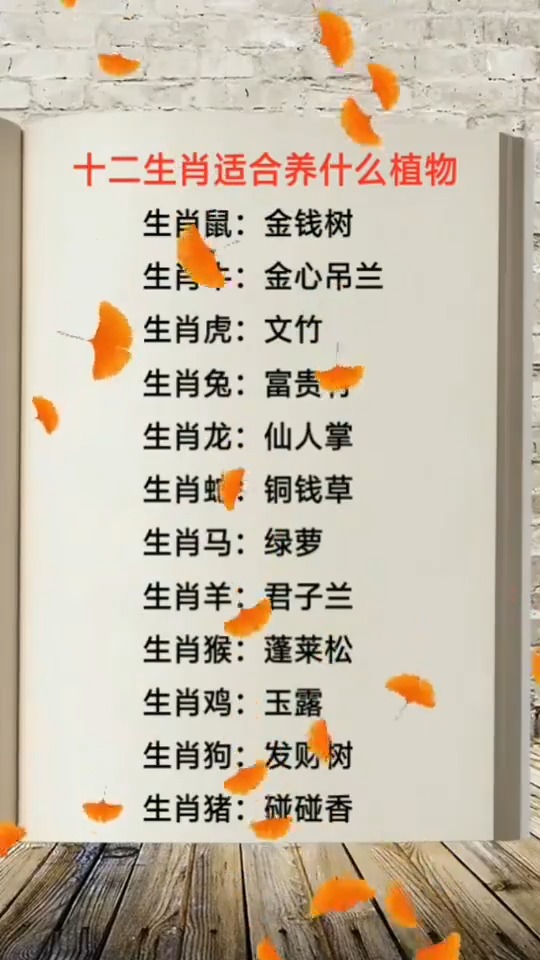 12生肖适合养什么植物