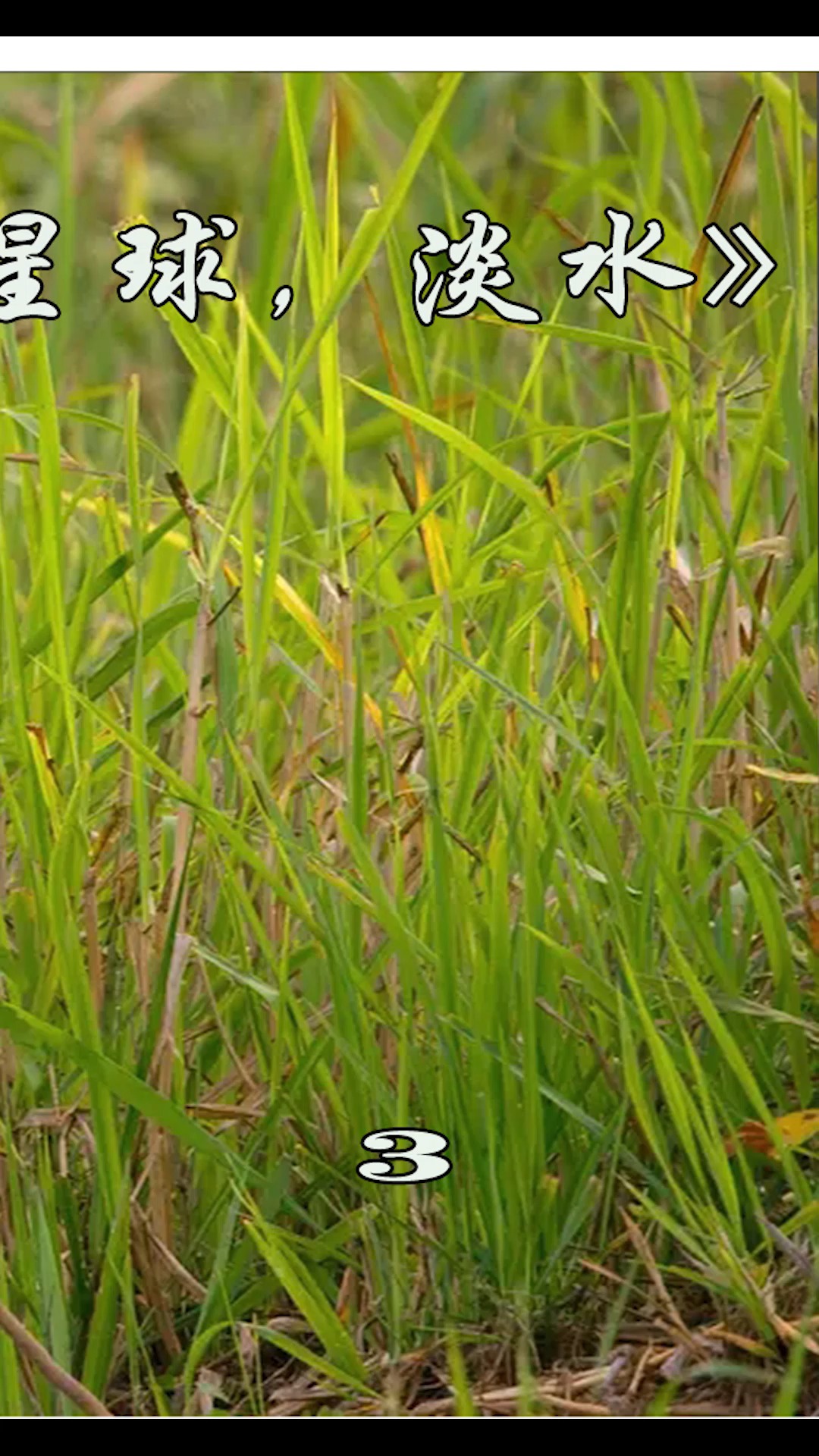 #电影解说#老虎和鳄鱼pk谁更厉害?这部高清片将告诉你,谁才是森林之王。