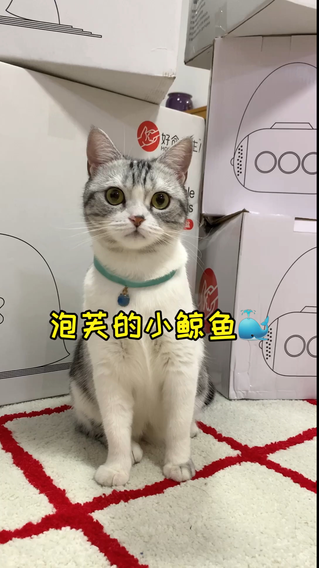 #家有猫咪#给泡芙安排了个海洋世界，探险芙上线～