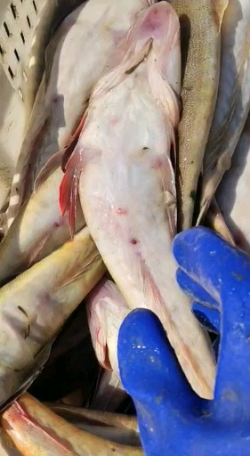 #赶海捉海鲜#尾鱼也叫辫子鱼、百佳鱼