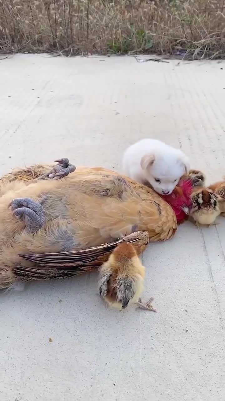 还是鸡妈妈的翅膀最温暖