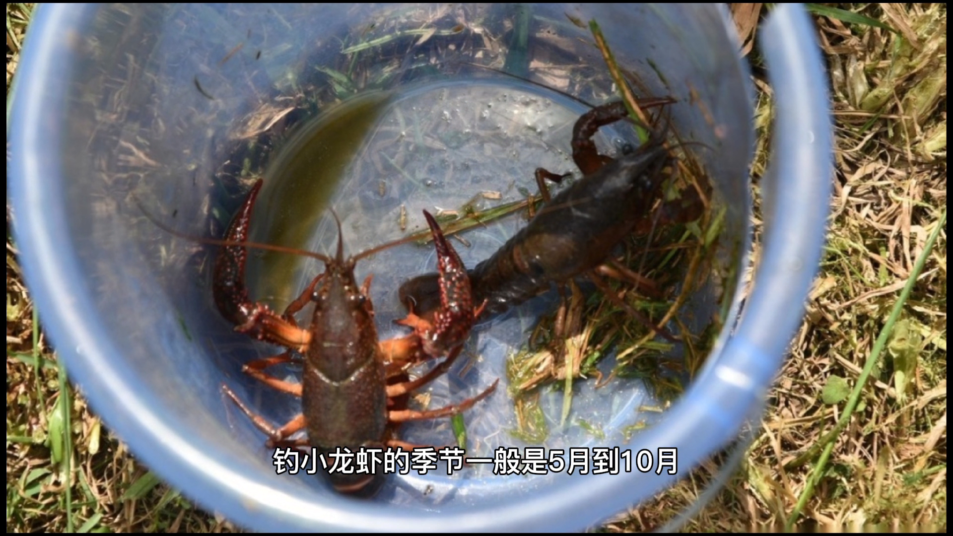 几月份钓龙虾最好