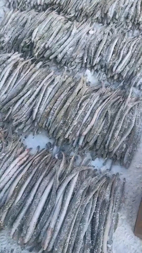 时间的味道,比恐龙还古老的物种,非常美味,七鳃鳗鱼