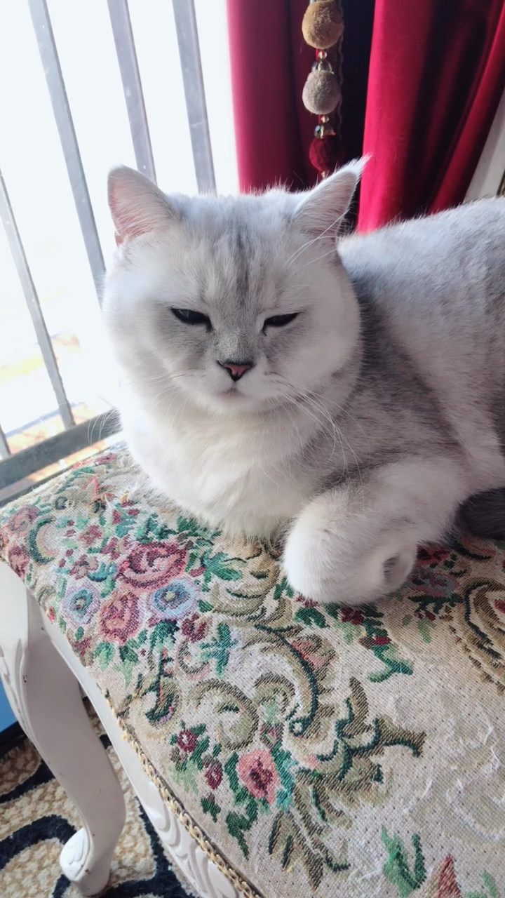 小斗鸡眼