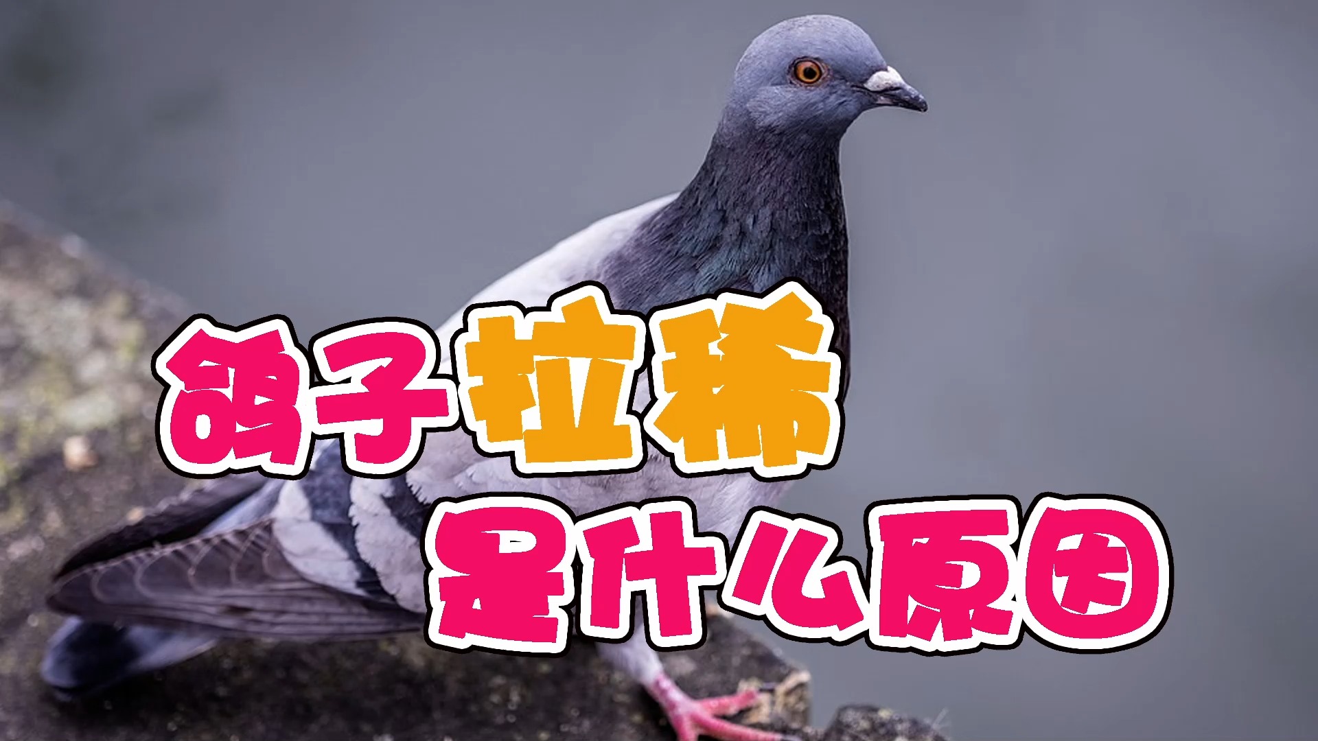 鸽子拉稀是什么原因