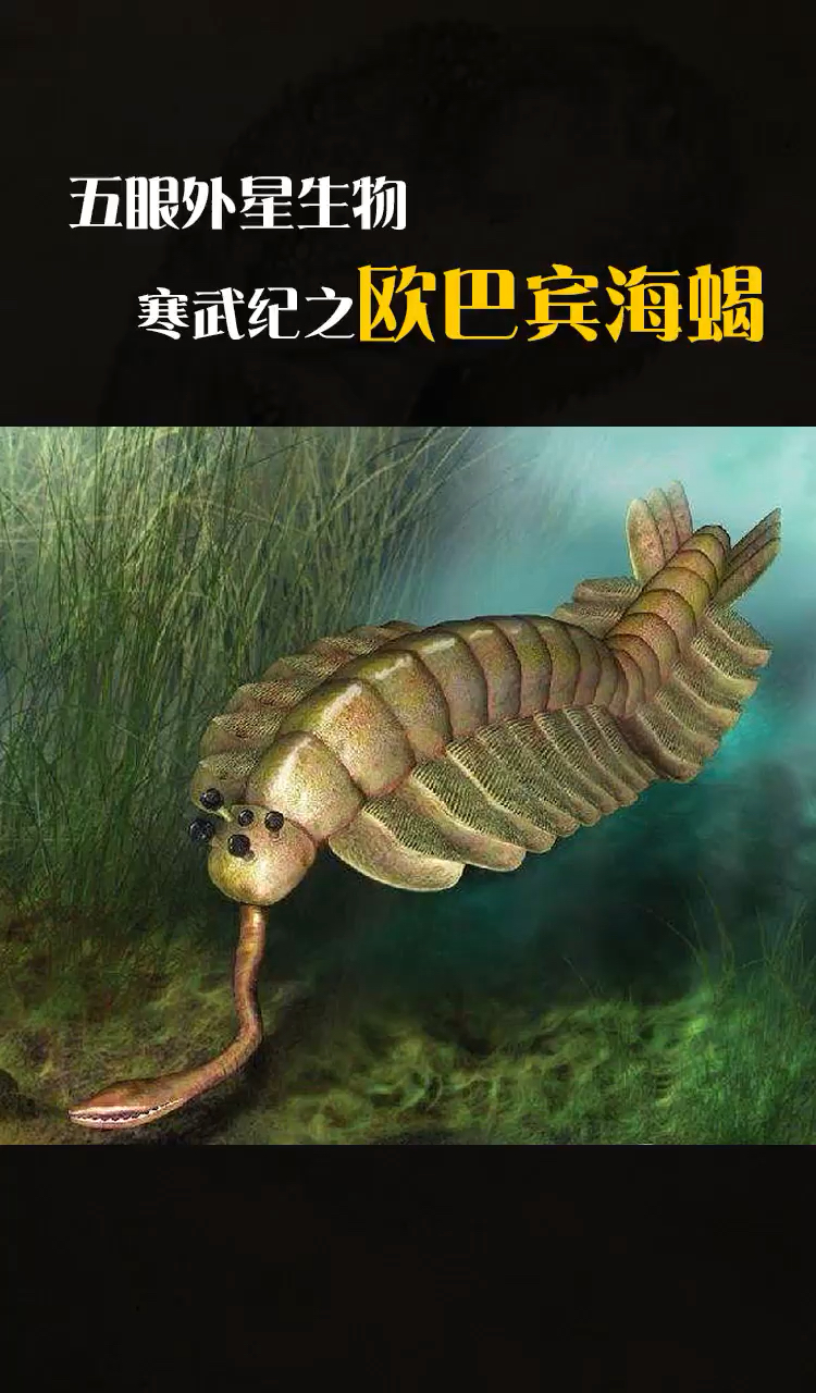 #史前生物#你还知道哪些动物眼睛多吗？