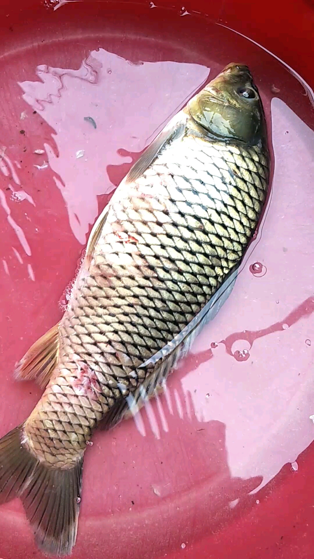 这鱼身上全部是寄生虫好吓人