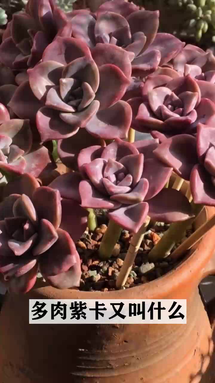 多肉紫卡又叫什么