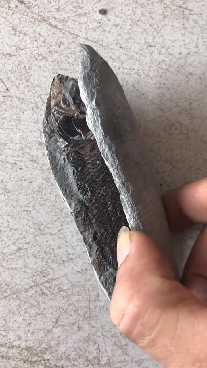 眼见不一定为实!奸商自制鱼骨化石高价出售,其实五元成本却能卖到上千