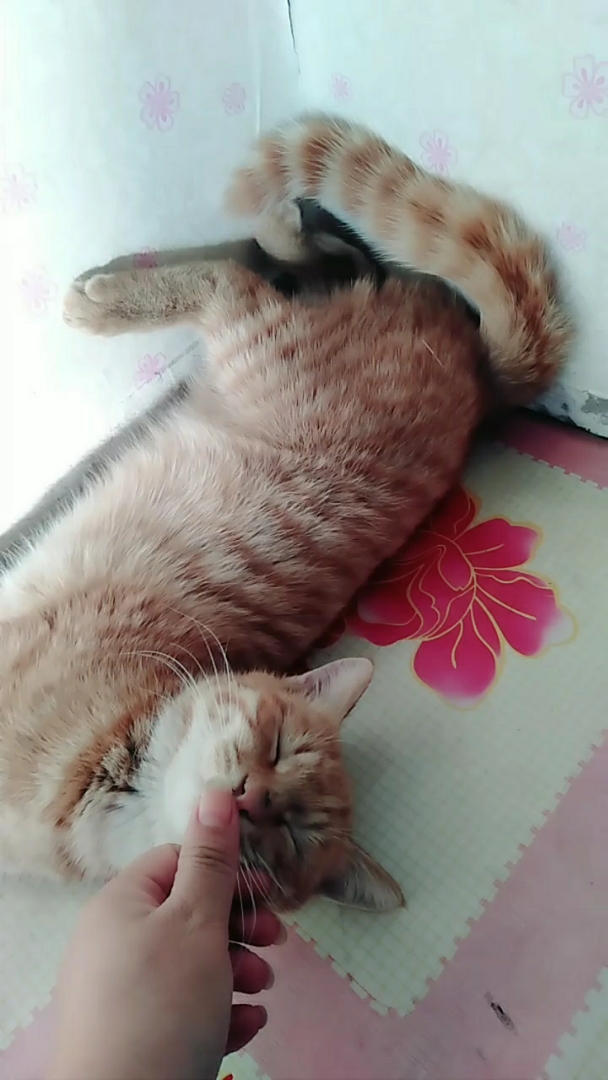@全民小助手 我家可爱的小黄猫