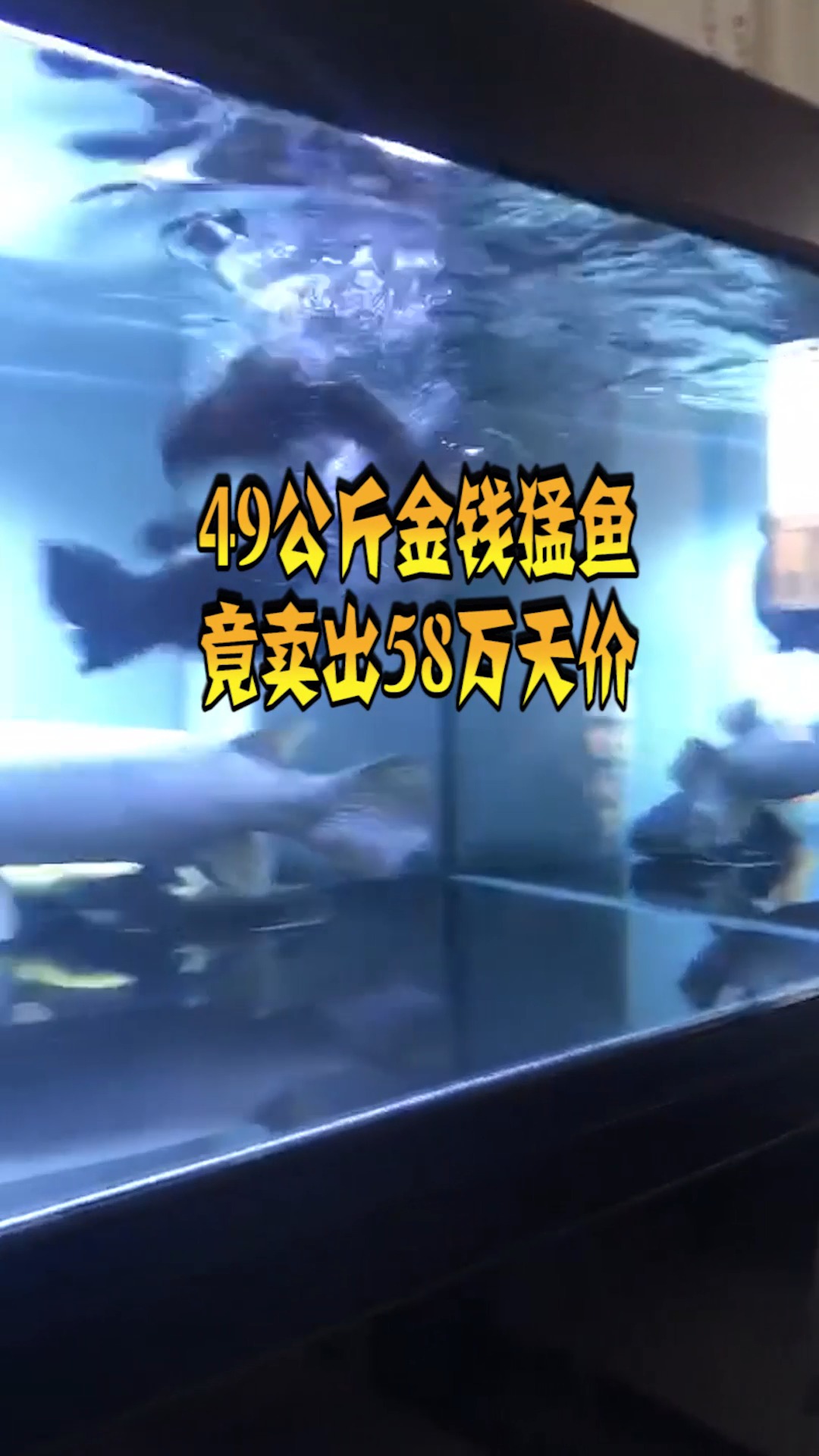 #奇趣#49公斤金钱猛鱼,竟卖出58万天价,有钱就是任性!