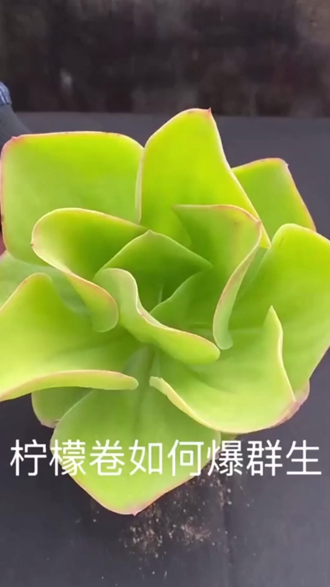 多肉如何爆群生…有其他方法。评论区留言