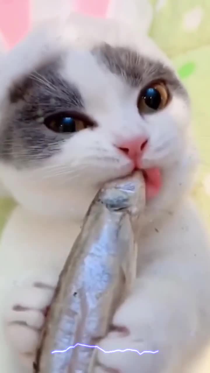 猫咪吃小鱼干的样子真的是太可爱啦,你们被萌到了吗