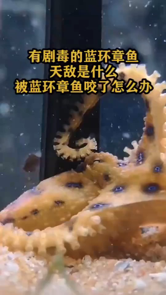 有剧毒的蓝环章鱼天敌是什么,被蓝环章鱼咬了怎么办