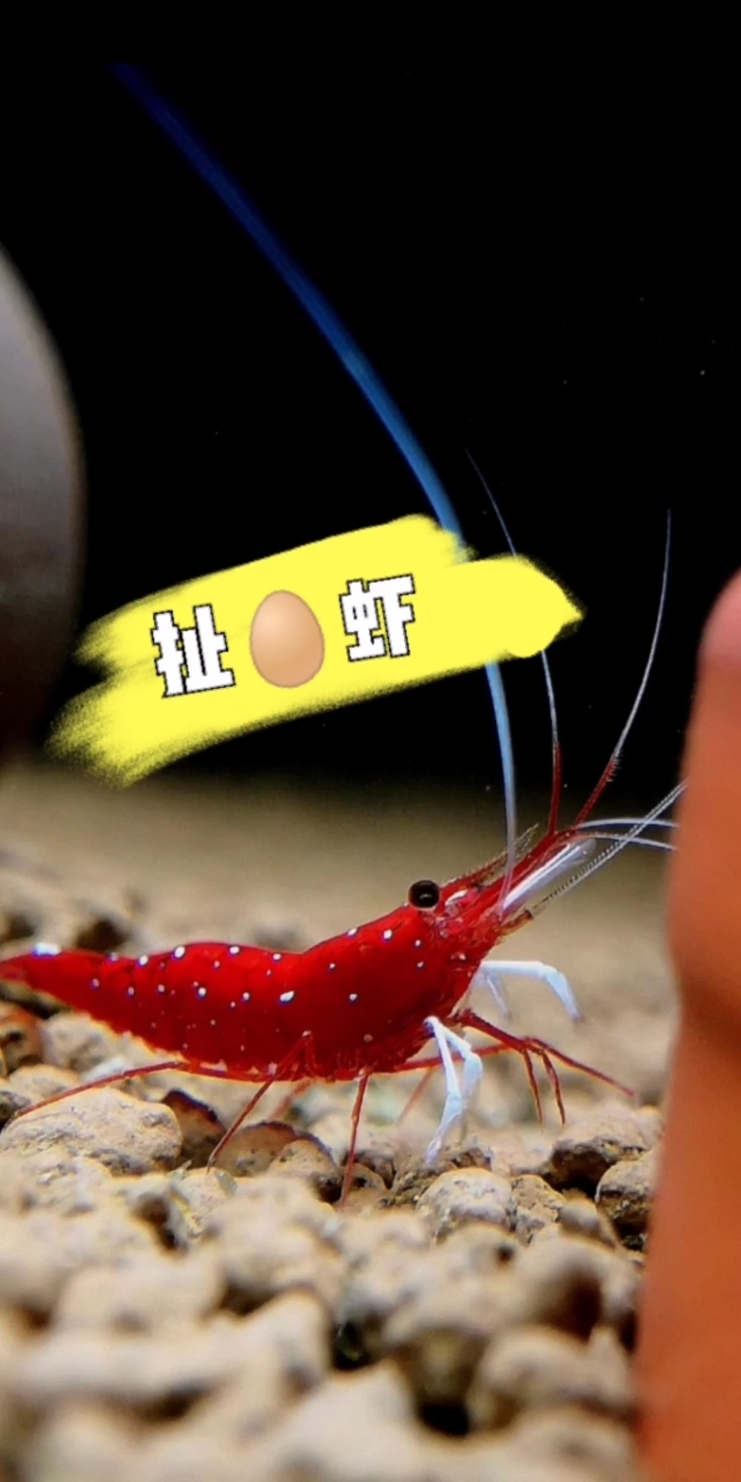 #我家萌宠成精啦#三缺一,你来不