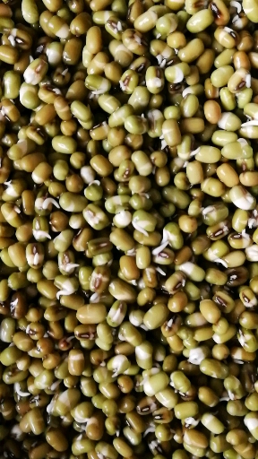 绿豆芽生长第二天__小小芽儿已萌发