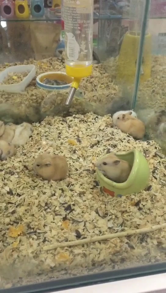 看一群不招人爱的小生物