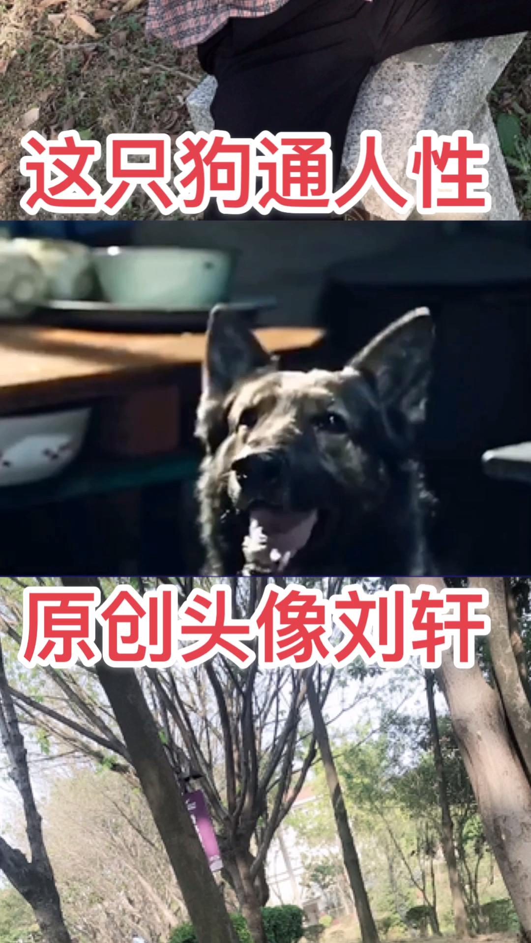 这只狗通人性,你竟然跟狗抢饭碗啊 