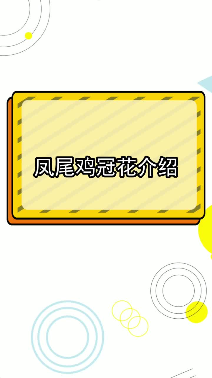 凤尾鸡冠花介绍,你知晓了吗