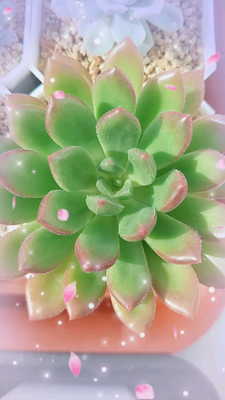 #最美遇见#红唇,多么诱惑的名字